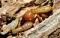 mrtermite's Avatar